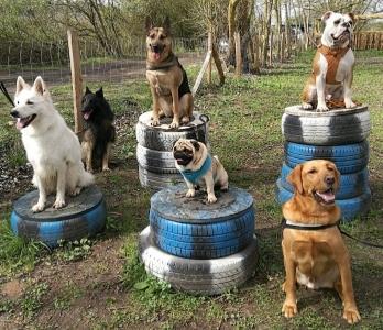 Educateur canin education canine dresseur de chien comportementaliste canin sport canin agility canirando tours indre et loire 38