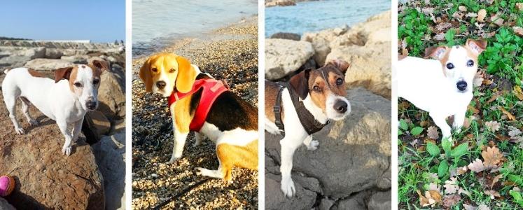 Educateur canin education canine dresseur de chien comportementaliste canin toulon six fours les plages var 83 1