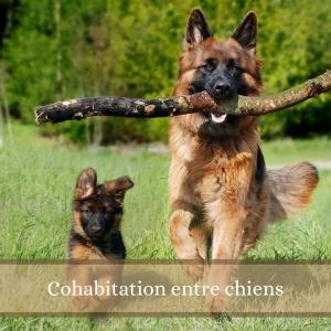 Educateur canin education canine dresseur de chien comportementaliste canin vire calvados 16