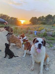 Educateur canin education canine dresseur de chien sport canin comportementaliste canin salon de provence aix en provence 13 bouches du rhone