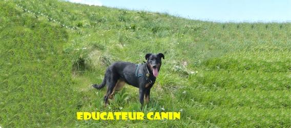Educateur canin education canine rambouillet yvelines 79