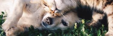 Educateur canin felin comportementaliste animalier chiens chats charleroi belgique