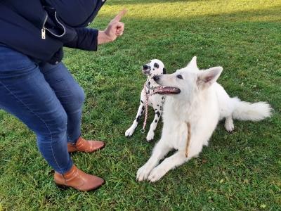 Educateur canin laon education canine soissons aisne ecole du chiot 02