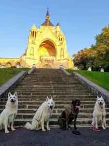 Educateur canin laon education canine soissons aisne ecole du chiot chateau thierry 02