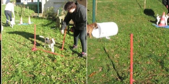 Educateur canin lorient education canine morbihan agility chien 56 1