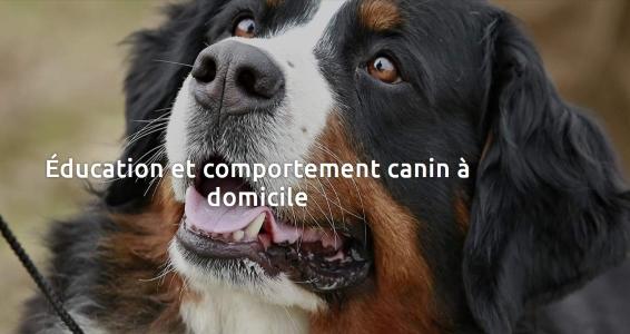 Educateur canin lorient education canine morbihan agility chien 56