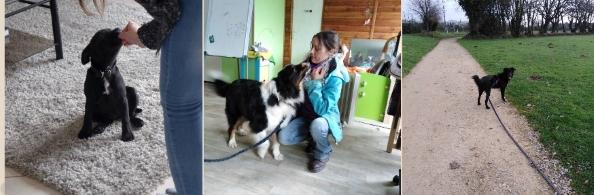 Educateur canin lorient education canine morbihan agility chien 56