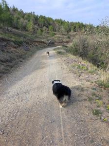 Educateur canin manosque coach canin digne les bains comportementaliste alpes de haute provence