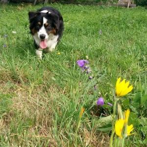 Educateur canin manosque coach canin digne les bains comportementaliste alpes de haute provence 04