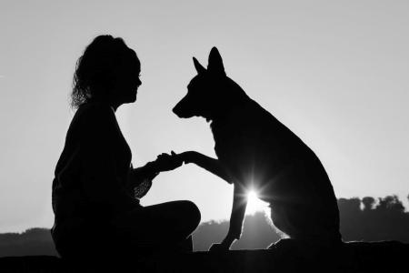 Educateur canin mantes la jolie education canine yvelines dresseur de chien