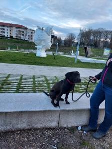 Educateur canin meaux education canine seine et marne 77 ecole du chiot