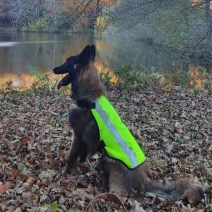 Educateur canin nantes education canine loire atlantique dresseur de chien cani rando agility chien comportementaliste 44