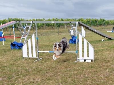 Educateur canin pons education canine mirambeau dresseur de chien charente maritime sport canin