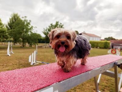 Educateur canin pons education canine mirambeau dresseur de chien charente maritime sport canin