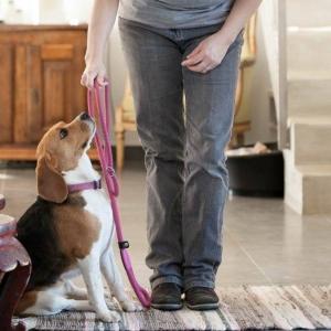 Educateur canin rians coach canin brignoles comportementaliste var dresseur chien 83