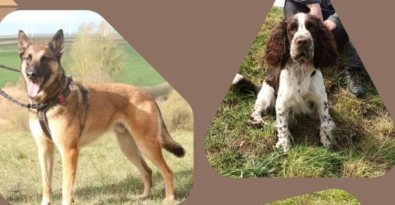 Educateur canin romorantin lanthenay education canine loir et cher