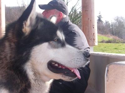 Educateur canin saint etienne education canine loire 42 dresseur de chien cani rando