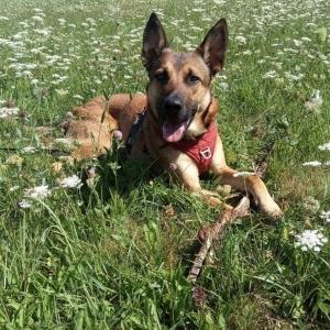 Educateur canin saint etienne education canine loire cani rando 42 comportementaliste canin