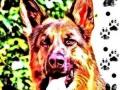 Educateur canin saint etienne education canine loire dresseur de chien 42 