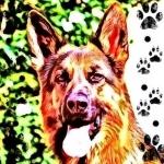 Educateur canin saint etienne education canine loire dresseur de chien 42 cani rando