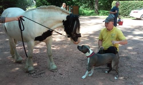 Educateur canin saint etienne education canine loire dresseur de chien 42 cani rando coach canin