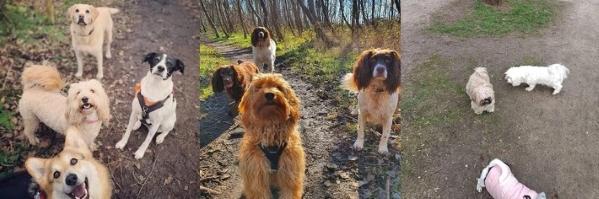 Educateur canin vitry sur seine education canine creteil agility chien val de marne cani rando 94 1