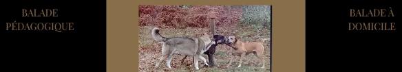 Education canine educateur canin dresseur de chien comportementaliste canin mont de marsan 40 landes 1