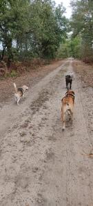 Education canine educateur canin dresseur de chien comportementaliste canin mont de marsan roquefort 40 landes