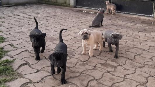 Elevage cane corso eleveur chien tours indre et loire 37