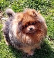 Elevage chien spitz allemand lyon eleveur chiot spitz allemand villeurbanne vente chiot spitz allemand rhone 69 1