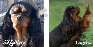 Eleveur chien cavalier king charles la roche sur yon elevage chiot cavalier king charles les sables d olonne vendee 85