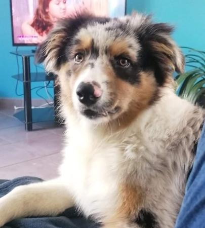 14 Australian Shepherd Breeder - Caen