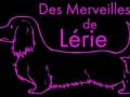 Eleveur chien elevage teckel nain elevage kaninchen nice cannes alpes maritimes 06