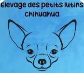 Eleveur chihuahua chalon sur saone elevage berger australien macon saone et loire 71