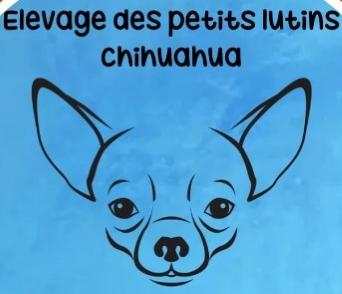 71 Eleveur Chihuahua & Berger Australien - Chalon-sur-Saône