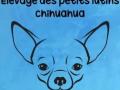 Eleveur chihuahua chalon sur saone elevage berger australien macon saone et loire 71