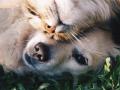Feline canine educator animal behaviorist dog cat belgium