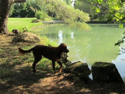 Ferme pedagogique avec gite acceptant animaux parc animalier avec location chambre chien accepte