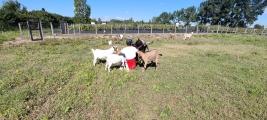 Ferme pedagogique mediation par l animal marseille aubagne aix en provence 13 bouches du rhone 1