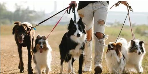 Formation acaced formation garde d animaux formation pet sitter marseille 13 bouches du rhone