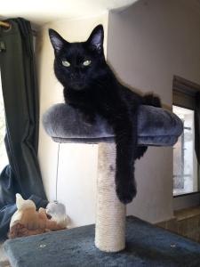 ACACED Training, Pet-Sitter Animal Care Training
