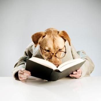 Formation animalier chien chat nac formation animaliere a distance cours en presentiel france