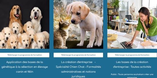 Formation animaliere a distance formation garde d animaux acaced formation educateur canin formation eleveur canin felin