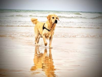 Formation chien categorie 2 angers formateur chien de categorie 1 maine et loire 49 1