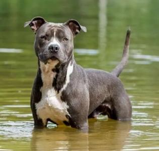 Formation chien categorie 2 formation detention chien de defense rennes ille et vilaine 35