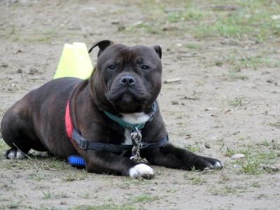 Formation chien categorie 2 toulouse permis detention canin haute garonne 1