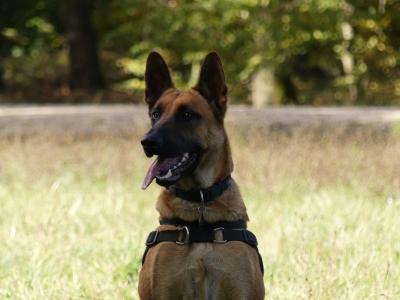 Formation chien categorie 2 toulouse permis detention canin haute garonne