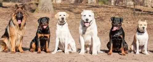 Category 2 dog training, Certified dog trainer