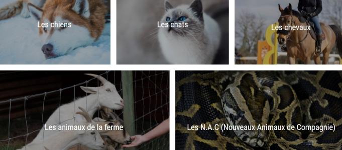 Formation communication animale formation animaliere lyon rhone