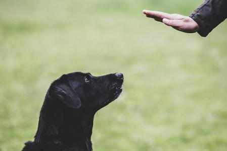 Formation comportementaliste animalier comportementalisme chien chat nac cheval france dom tom belgique 